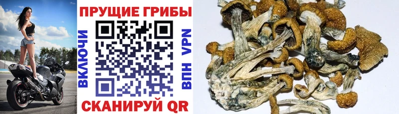 Псилоцибиновые грибы GOLDEN TEACHER Приволжский